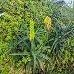 Aloe striatulaÕis