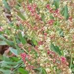 Rumex acetosella Virág