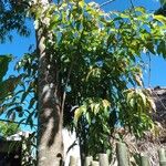 Elaeocarpus mastersii Листок