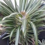 Pachypodium lamerei Fuelha