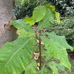 Magnolia tripetala Hostoa