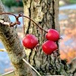 Crataegus crus-galli Frukto