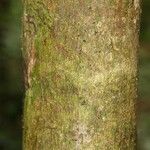 Oxandra asbeckii Corteza