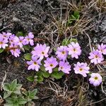 Primula walshii