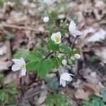 Isopyrum thalictroides Leaf