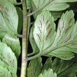 Diplazium prominulum Leaf