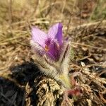 Pulsatilla grandis Flor