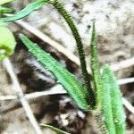 Valeriana vesicaria Leaf