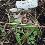 Dryopteris dilatata Blad