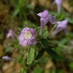 Galeopsis ladanum Fiore
