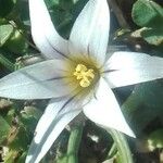 Romulea bulbocodium Blomst