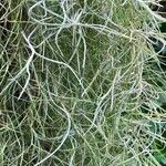 Tillandsia usneoides Folla