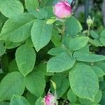 Rosa centifolia Φύλλο