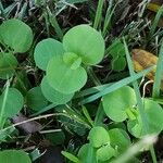 Drymaria cordata Leaf