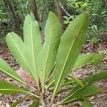 Tapeinosperma scrobiculatum Habitus