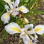 Iris douglasiana Blüte