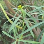 Euphorbia lamarckii Hoja