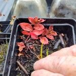 Persicaria capitataBlad