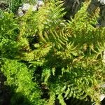 Athyrium distentifolium Blad