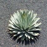 Agave macroacantha Ліст