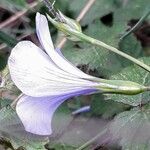 Linum narbonense Kukka