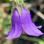 Campanula sibirica Květ