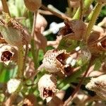 Nicotiana alata Fruit