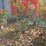 Nandina domestica Облик