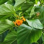 Cordia subcordata Λουλούδι