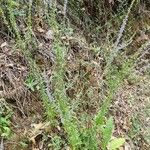 Anarrhinum bellidifolium অভ্যাস