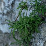 Achillea cretica List