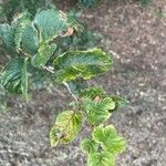 Ulmus minor Yaprak