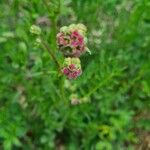 Sanguisorba minor花