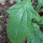 Neurolaena lobata Leaf