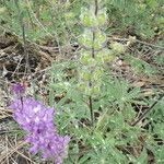 Lupinus formosus Habit