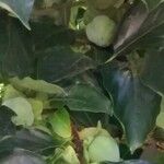 Diospyros kaki Leaf