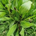 Plantago lanceolata Liść