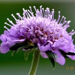 Scabiosa lucida Fleur