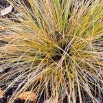 Carex testacea Buveinė