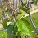 Malus coronaria Leaf