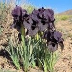 Iris atrofusca Flower