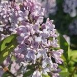 Syringa vulgarisКветка