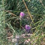 Dalea purpurea Λουλούδι
