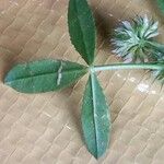 Trifolium retusum Leaf