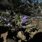 Scutellaria tuberosa Агульны выгляд