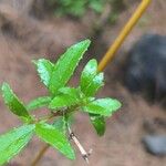 Rubia fruticosa Hoja