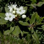 Rhododendron columbianum Flor