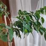 Ficus benjamina Ліст