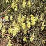 Corylopsis veitchiana Flower