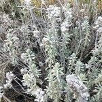 Teucrium dunense Hoja